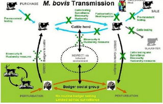 基因編輯與網絡技術融合 中國科學家培育抗肺結核奶牛創新實踐